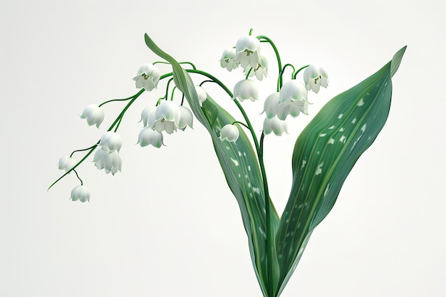 Photo white lily of the valley isolated on white background