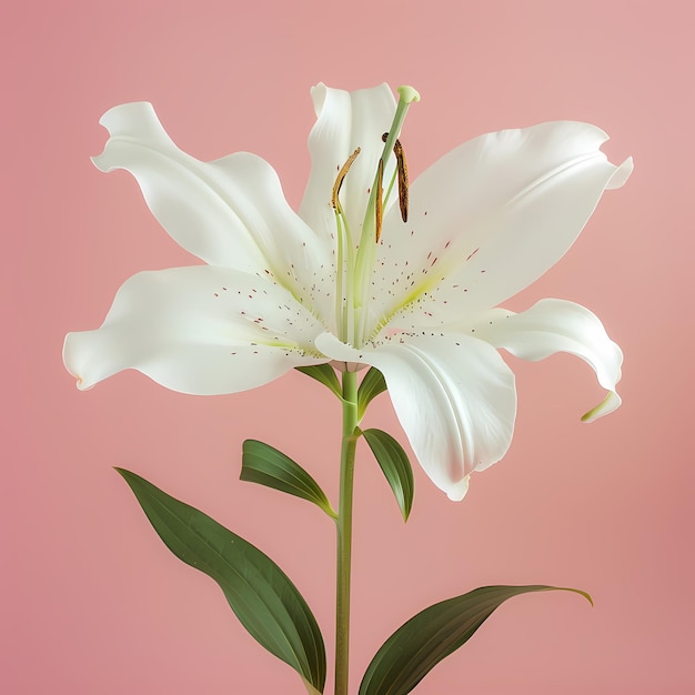 a white lily with a pink background