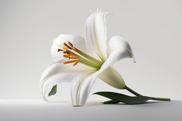 A white lily with the word lily on it