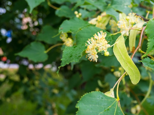 White linden flowers on a background of green leaves. Flowers blossoming tree linden wood, used for the preparation of healing tea, natural background