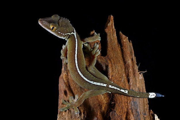 white line gecko lizard