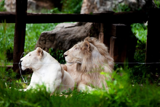 The white lion bleached lion