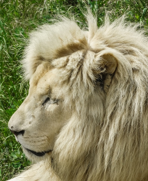 White lion male, (panthera leo), side face