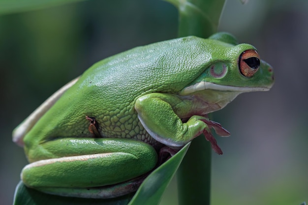 White lipped tree frog on green leaves White Lipped Tree Frog Litoria infrafrenata