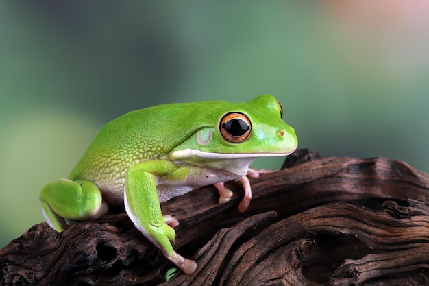 White lipped tree frog green tree frogs