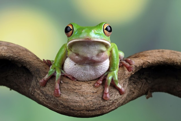 White lipped tree frog green tree frogs