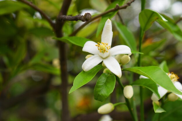 White little flower on orange tree Blossoming orange tree flowers closeup of Orange tree branches