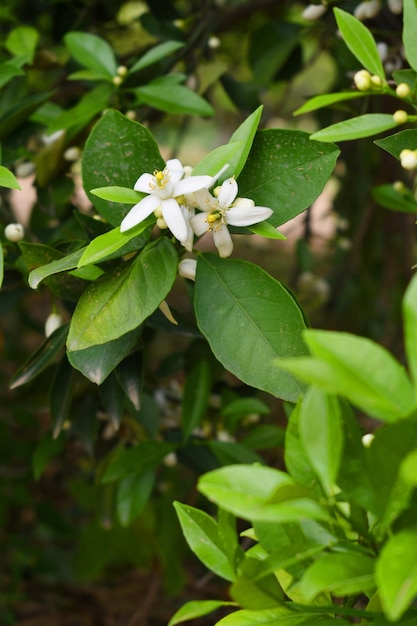 White little flower on orange tree Blossoming orange tree flowers closeup of Orange tree branches