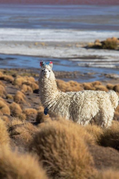 White llama or alpaca at Laguna Colorada in Bolivia