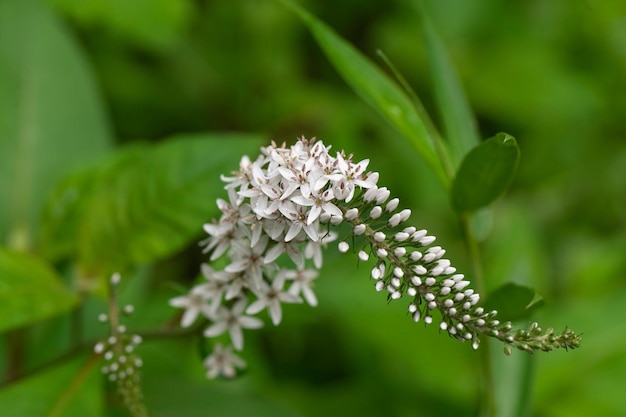 White loosestrife blooms in the garden.