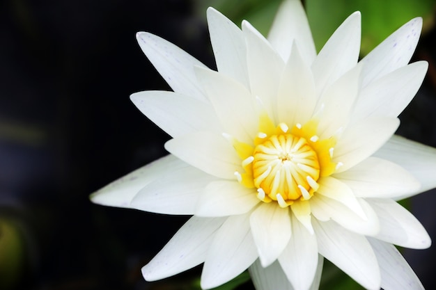 White lotus beautiful