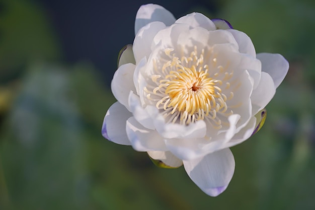 White lotus blossom on green background.