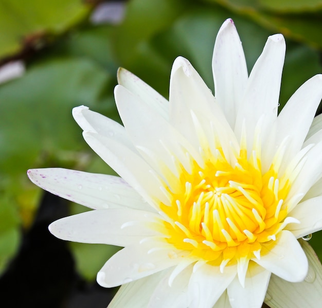 White lotus flower.