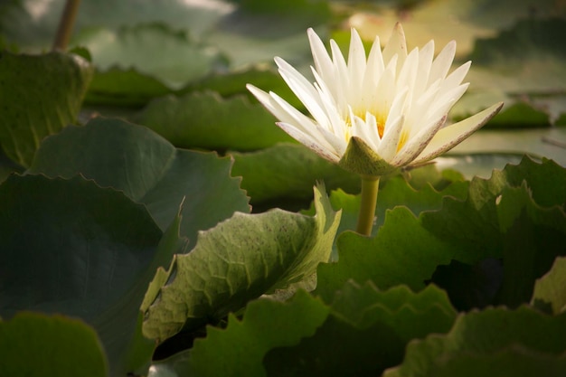 White lotus flowers bloom in the pond at the morning park