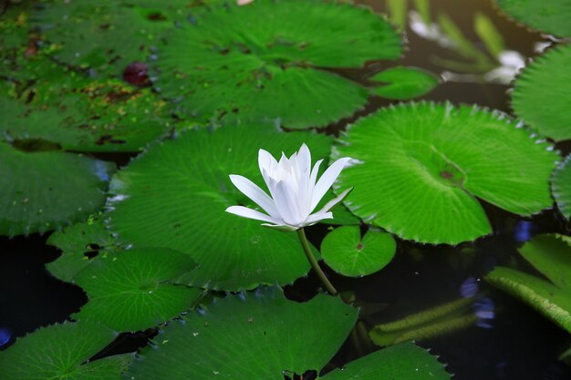 White lotus flowers look beautiful.