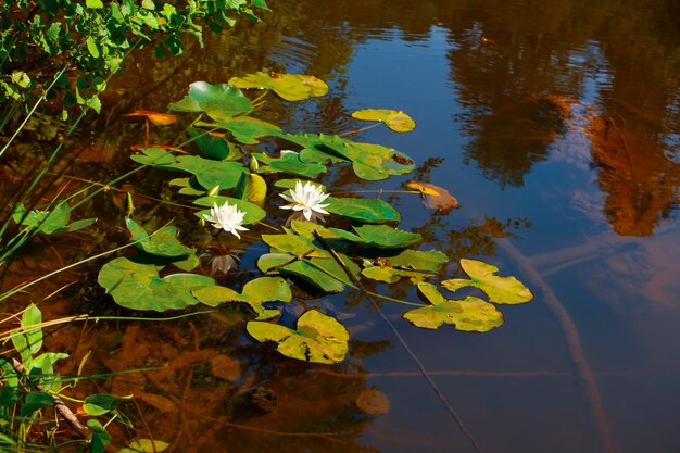 White lotus with yellow pollen on surface of pond