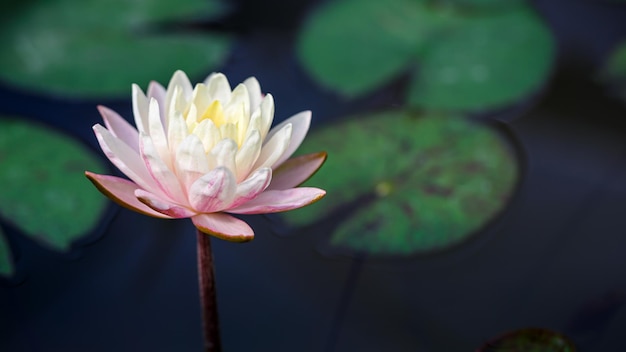 White lotus with yellow pollen on surface of pond