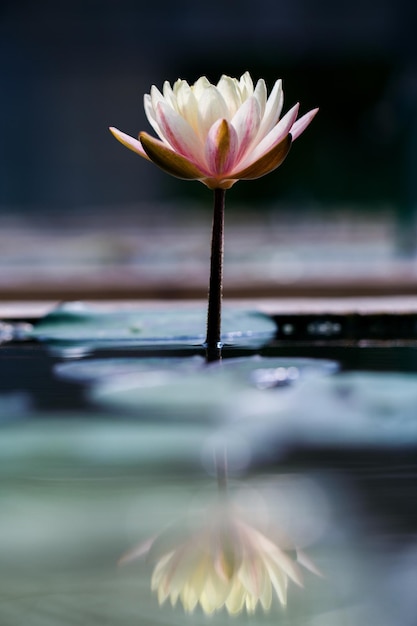 White lotus with yellow pollen on surface of pond