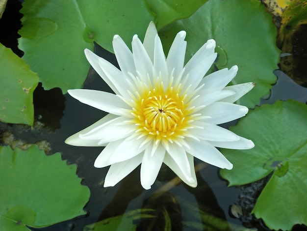 White lotus