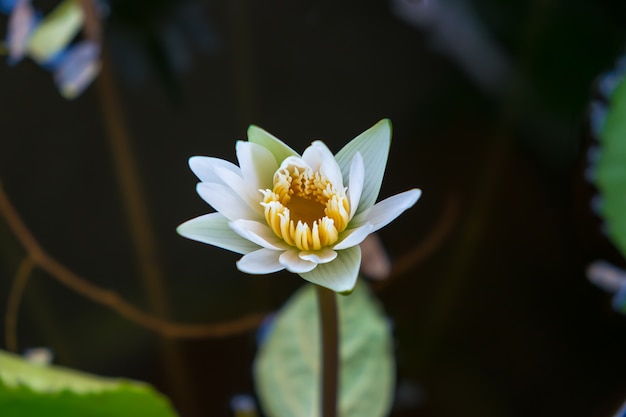 White lotus