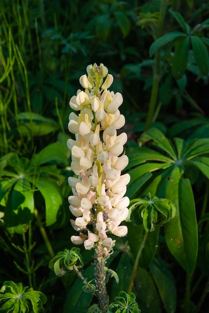 White lupine flower affected by insects