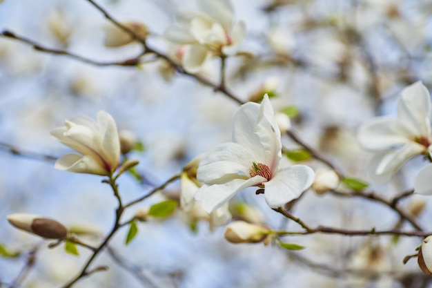 White magnolia flowering background Botanical background