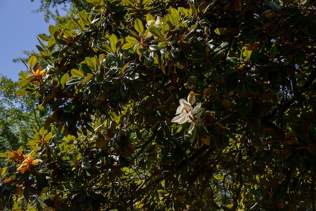 White magnolia flowers Blooming flowers of white magnolia on the branches Magnolia trees in the spring botanical garden Selective focus