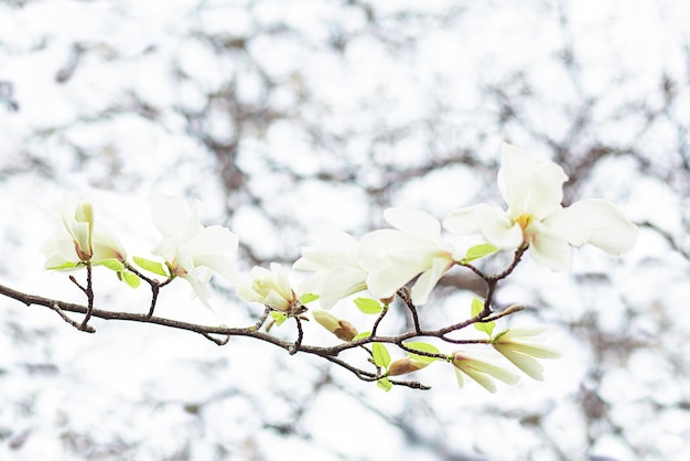 White magnolia flowers on a magnolia branch on a blurred background of branches