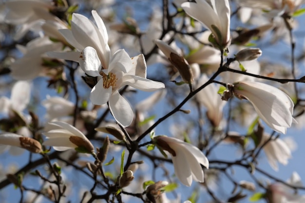 White magnolias bloom