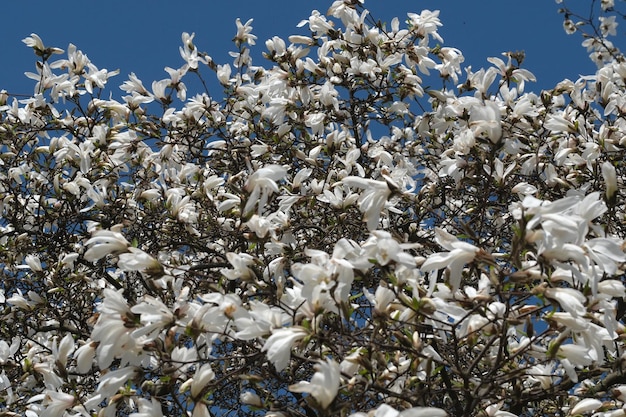 White magnolias bloom