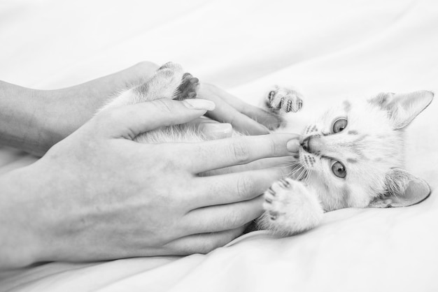 White maine coon kitten fluffy kitten laying on bed Cat love By the hand grip at hand love to animals woman take care of her little kitten trust and support friendship between human and pet