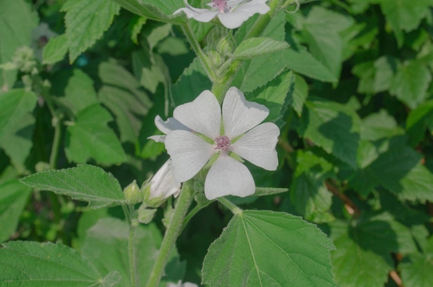 White Marshmallow flower Althaea officinalis in the green meadow