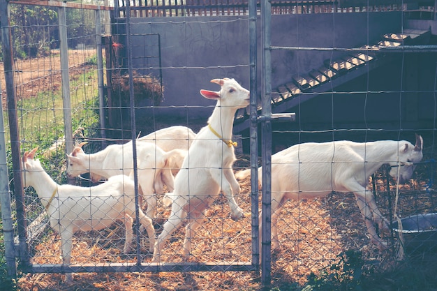 white milk goats on the farm, Thailand