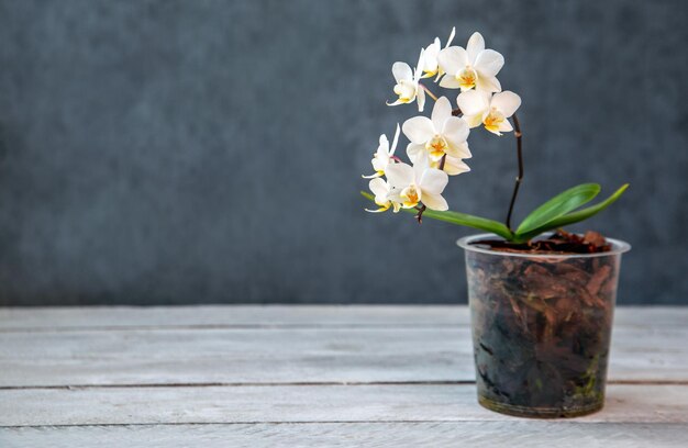 White mini orchid in a pot Hobbies floriculture home flowers houseplants