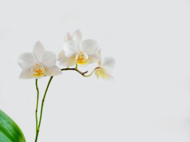 White mini Phalaenopsis orchid close up in a light background Beautiful flowering branch of the white orchid phalaenopsis multiflora Copy space