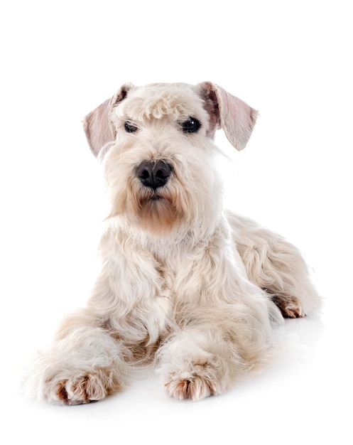 White miniature schnauzer in front of white background