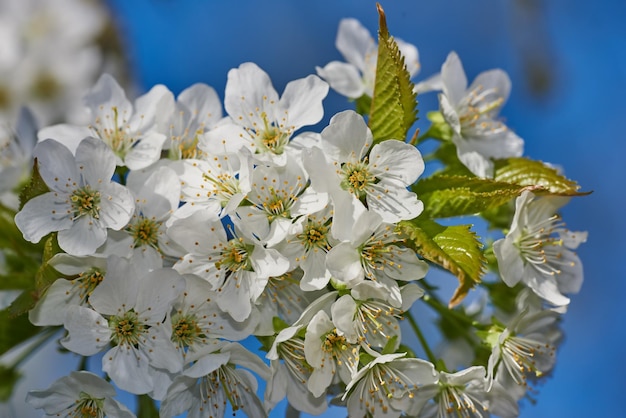 White Mirabelle or Prunus Domestica flowers blossoming on a plum tree in a garden in springtime from below Closeup of fresh and delicate fruit plants growing against a blue sky background in the sun