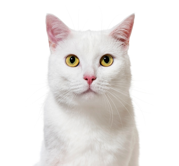 White mixed-breed cat facing the camera, isolated on white