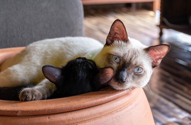 White mother cat sleeping hugging a black kitten