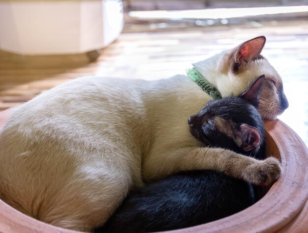 White mother cat sleeping hugging a black kitten