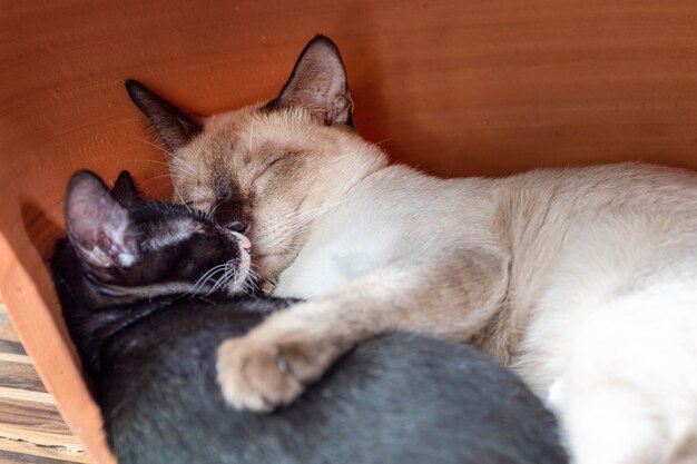 White mother cat sleeping hugging a black kitten