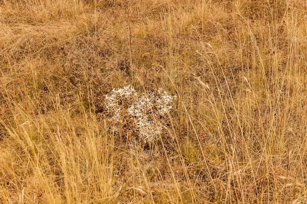 White mountain plant in the Demerdzhi massif