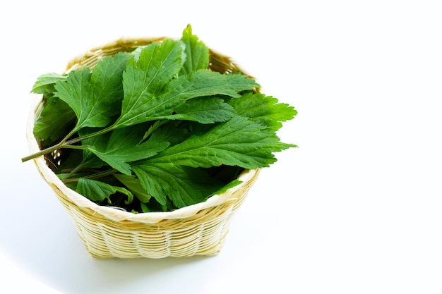 White mugwort leaves on white background