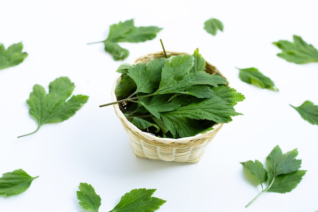 White mugwort leaves on white surface