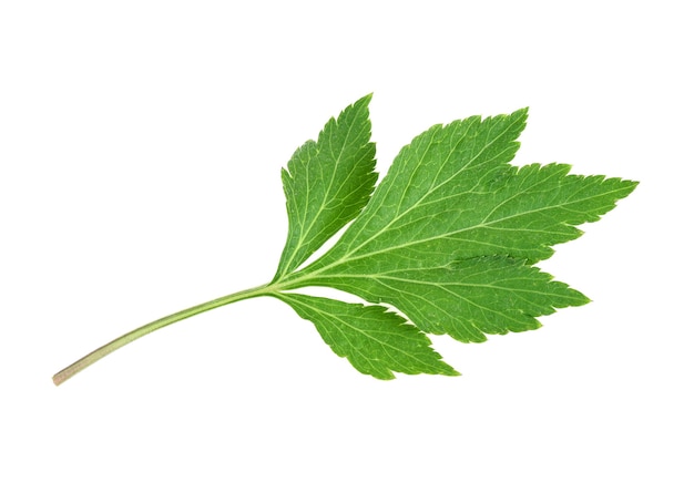 White mugwort plant (Artemisia lactiflora) isolated on white background