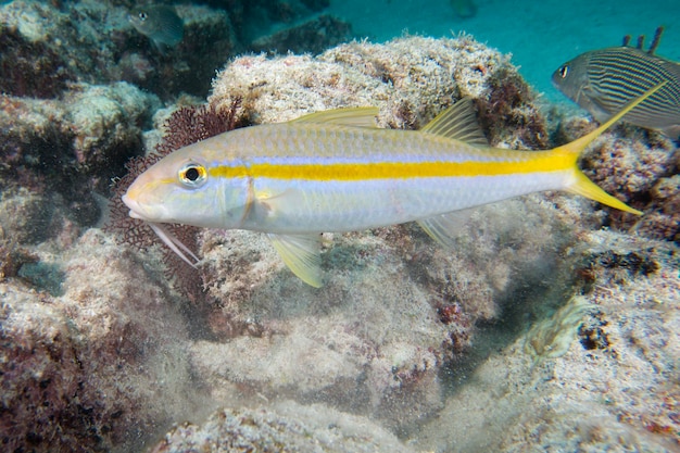 White mullet underwater close up portrait while digging sand for food