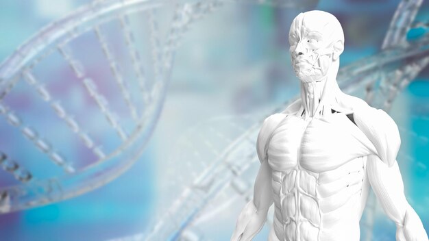 The white muscle model on Dna background for sci or health and medical concept 3d rendering