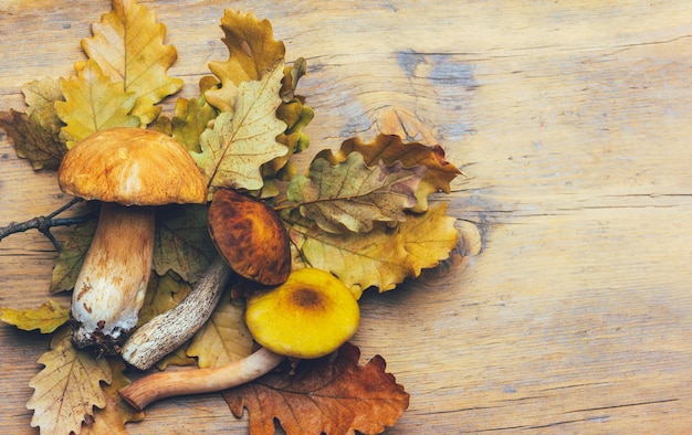 White mushroom boletus birch mushroom and mushroom honey agaric on an oak branch with leaves on a wooden background with copy space