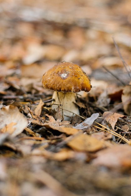 White mushroom boletus under a carpet of autumn leaves growing in the forest