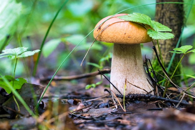 White mushroom boletus in the forest under a tree.Leningrad region.